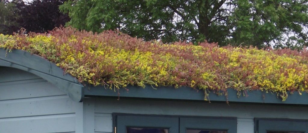 living green roof by Harrowden Turf