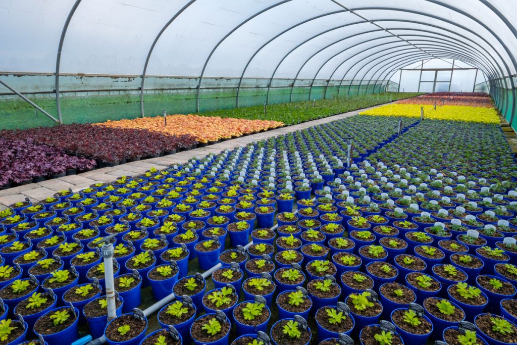 plant nursery with young plants in polytunnel