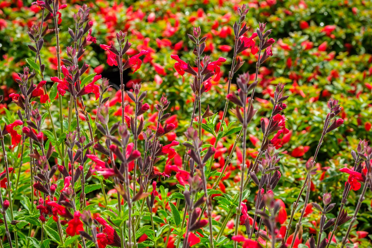 penstemon planting in a large group for maximum impact