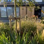 stunning planting plan in newly landscaped garden